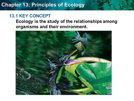 Chapter 13: Principles of Ecology 13.1 KEY CONCEPT Ecology is the study of the relationships among organisms and their environment.