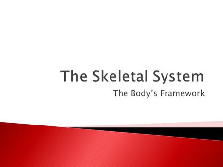 The Body’s Framework.  The adult skeletal system consists of: ◦ 206 bones ◦ The strong elastic tissue that forms ligaments, tendons, and cartilages 