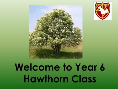 Welcome to Year 6 Hawthorn Class. Year 6 Team Miss Kim Sheppard – Class Teacher Mrs Carolyne Penson – Teaching Assistant.