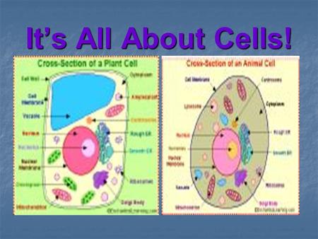 It’s All About Cells!. In 1665, Robert Hook, an English scientist, experimented with a simple microscope.