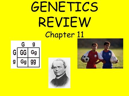 GENETICS REVIEW Chapter 11. Who is the “Father of Genetics”? Gregor Mendel When 2 alleles DON’T BLEND but BOTH ALLELES ARE EXPRESSED it is called _______________.