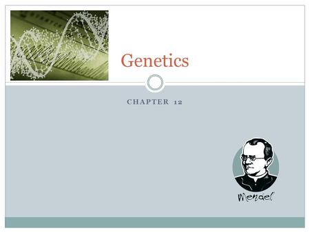 CHAPTER 12 Genetics. Gregor Mendel Gregor Mendel was a monastery priest who carried out the first important studies of heredity  Heredity – the passing.