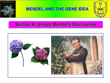 1 Section A: Gregor Mendel’s Discoveries MENDEL AND THE GENE IDEA.