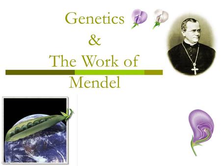 Genetics & The Work of Mendel Gregor Mendel  The Father of Genetics  Modern genetics began in the mid- 1800s in an abbey garden, where a monk named.