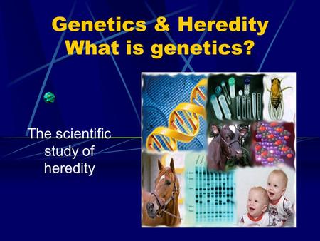 Genetics & Heredity What is genetics? The scientific study of heredity.