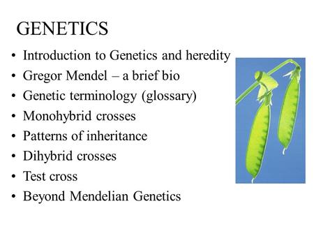 GENETICS Introduction to Genetics and heredity Gregor Mendel – a brief bio Genetic terminology (glossary) Monohybrid crosses Patterns of inheritance Dihybrid.