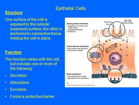 Epithelial Cells Structure One surface of the cell is exposed to the outside (exposed) surface, the other is anchored to connective tissue, holding the.