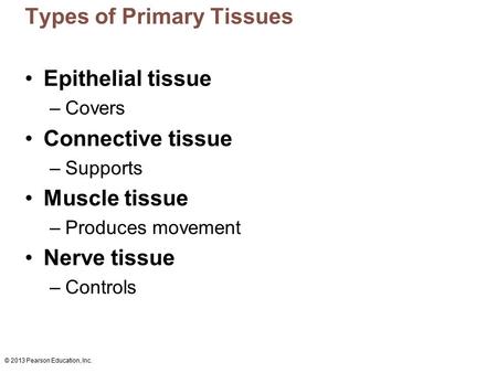 © 2013 Pearson Education, Inc. Types of Primary Tissues Epithelial tissue –Covers Connective tissue –Supports Muscle tissue –Produces movement Nerve tissue.