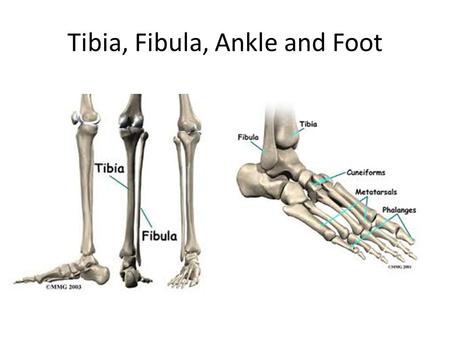 Tibia, Fibula, Ankle and Foot. Joke of the Day: Interesting Facts Many people have one foot larger than the other, so it’s best to fit the larger one.