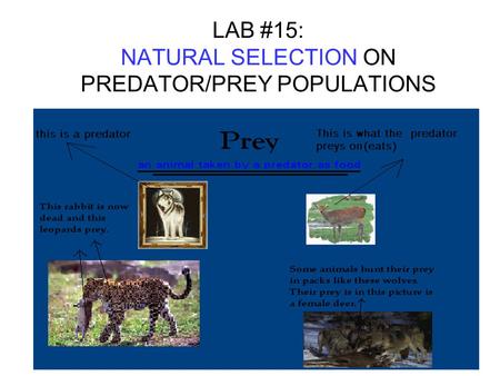LAB #15: NATURAL SELECTION ON PREDATOR/PREY POPULATIONS.