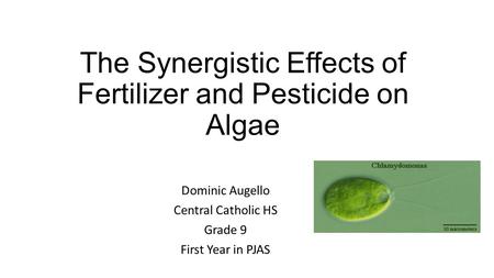 The Synergistic Effects of Fertilizer and Pesticide on Algae Dominic Augello Central Catholic HS Grade 9 First Year in PJAS.