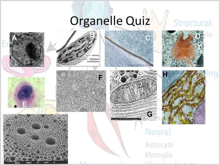 Organelle Quiz A B C D E F G H. Adaptation Differentiation of cells.