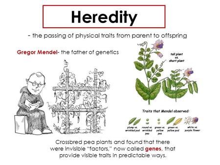 Heredity - the passing of physical traits from parent to offspring Gregor Mendel - the father of genetics Crossbred pea plants and found that there were.
