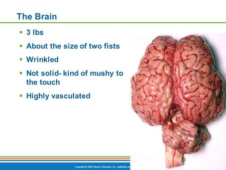 Copyright © 2009 Pearson Education, Inc., publishing as Benjamin Cummings The Brain  3 lbs  About the size of two fists  Wrinkled  Not solid- kind.