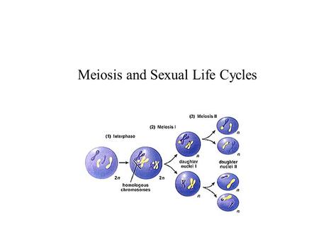 Meiosis and Sexual Life Cycles. HUMAN KARYOTYPE Homologous Chromosomes are chromosome pairs of the same length, centromere position, and staining pattern,
