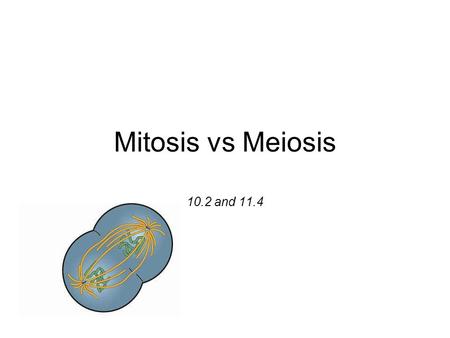 Mitosis vs Meiosis 10.2 and Asexual vs. Sexual Reproduction ASEXUAL Offspring inherit all their genetic information from ONE parent (genetic clones)