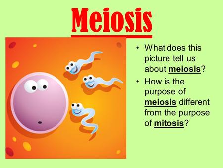 Meiosis What does this picture tell us about meiosis? How is the purpose of meiosis different from the purpose of mitosis?
