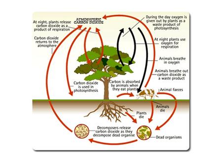 Carbon Cycle Questions Name 4 things that have carbon in them. Which gas in the air contains Carbon? How does carbon get into plants? How does Carbon.
