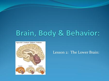 Lesson 2: The Lower Brain:. Parts of the Brain: The parts of the brain can also be divided into 3 areas: FOREBRAIN. MIDBRAIN. HINDBRAIN.