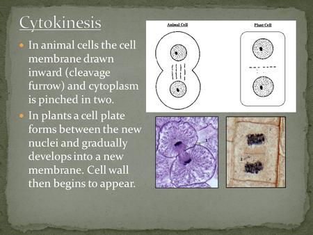 In animal cells the cell membrane drawn inward (cleavage furrow) and cytoplasm is pinched in two. In plants a cell plate forms between the new nuclei and.