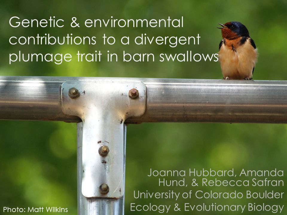 Genetic & environmental contributions to a divergent plumage trait in barn  swallows Joanna Hubbard, Amanda Hund, & Rebecca Safran University of  Colorado. - ppt download