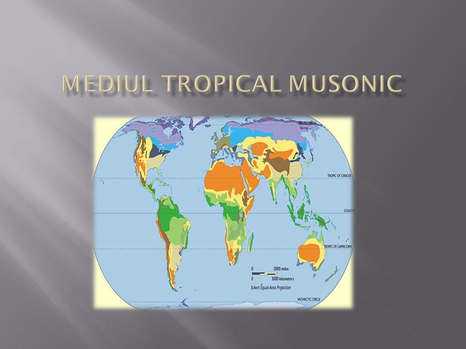 Mediul tropical musonic - ppt video online download