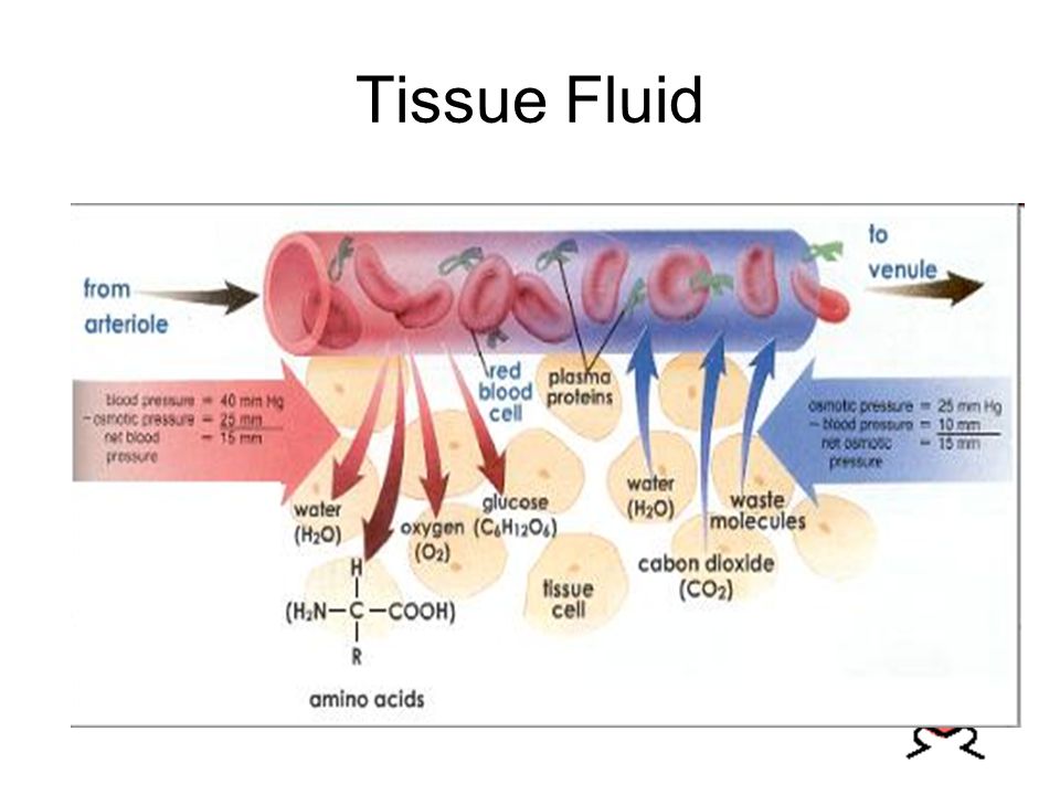 Tissue Fluid. - ppt video online download