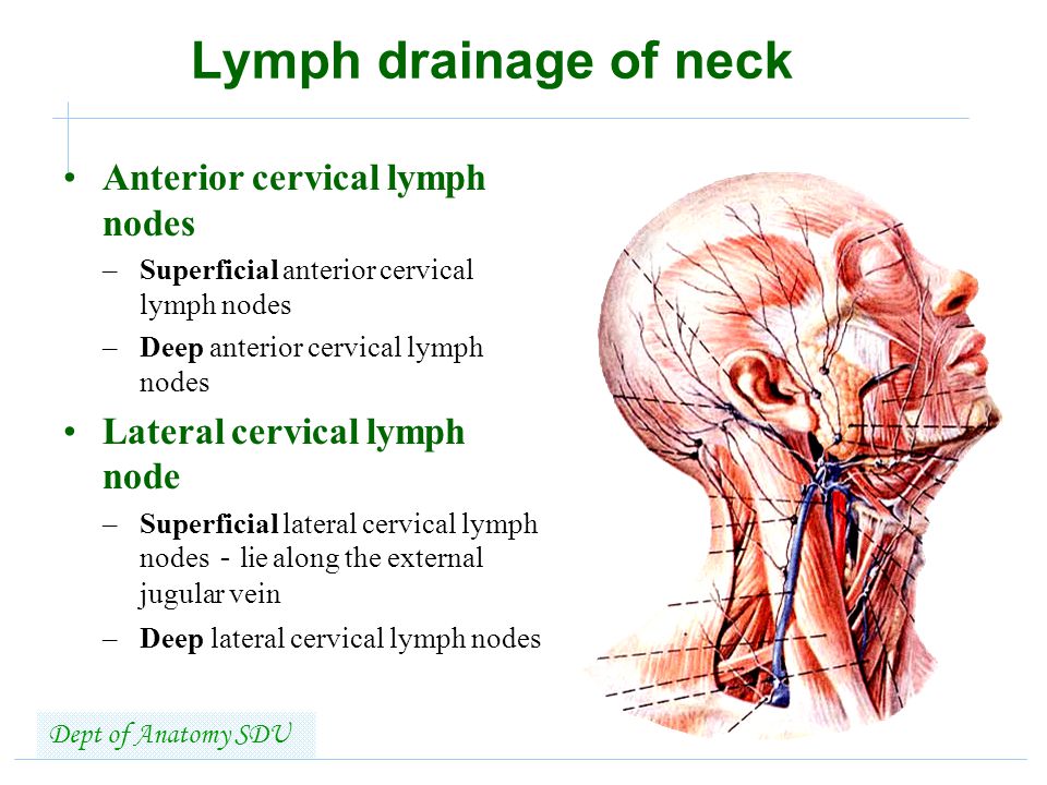 Lymph+drainage+of+neck+Anterior+cervical+lymph+nodes