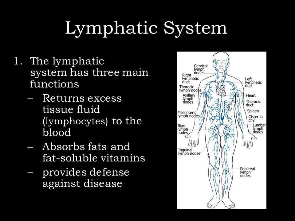 Lymphatic System 1 The Lymphatic System Has Three Main Functions Returns Excess Tissue Fluid Lymphocytes To The Blood Absorbs Fats And Fat Soluble Ppt Download