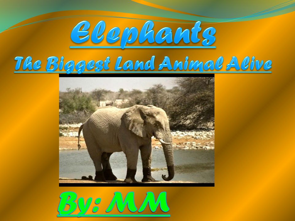 Elephants The Biggest Land Animal Alive - ppt video online download