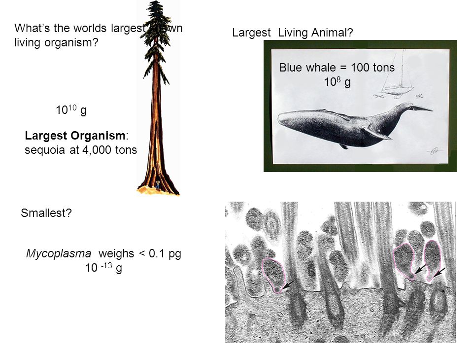 What's the worlds largest known living organism? Smallest? Blue whale = 100  tons 10 8 g Mycoplasma weighs <  pg g Largest Organism: sequoia. - ppt  download
