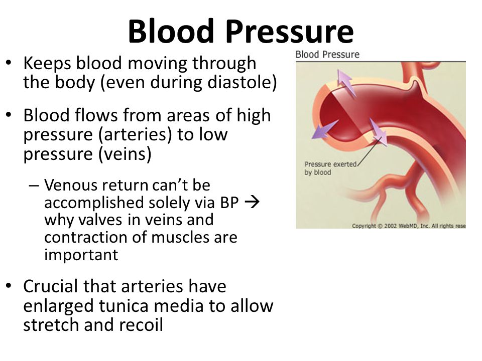 Blood Pressure Keeps Blood Moving Through The Body Even During Diastole Blood Flows From Areas Of High Pressure Arteries To Low Pressure Veins Ppt Download Blood Pressure Keeps Blood Moving Through The Body Even During Diastole Blood Flows From Areas Of High Pressure Arteries To Low Pressure Veins Ppt Download