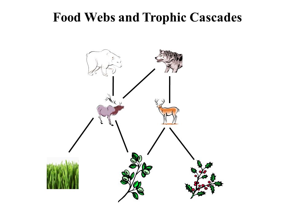 Food Webs And Trophic Cascades Ppt Video Online Download