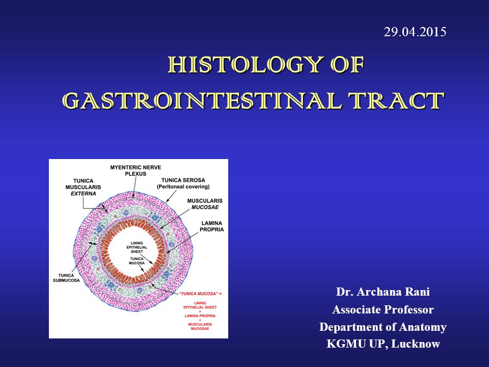 HISTOLOGY OF GASTROINTESTINAL TRACT - ppt video online download