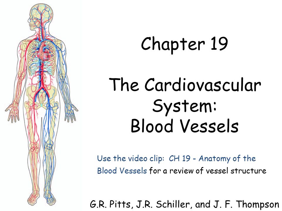 Chapter 19 The Cardiovascular System Blood Vessels G R Pitts J R Ppt Video Online Download