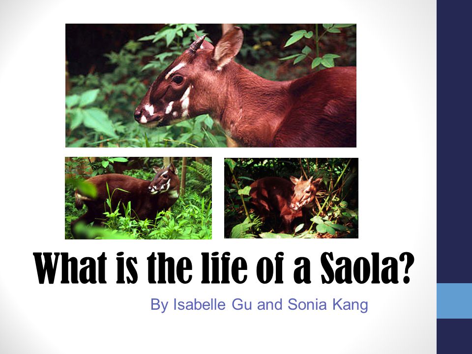 What is the life of a Saola? - ppt video online download