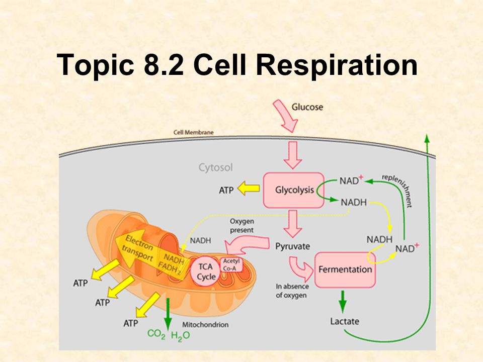 Topic 8 2 Cell Respiration Ppt Download