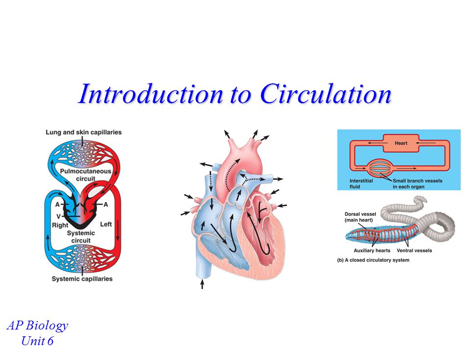 Introduction to Circulation - ppt video online download