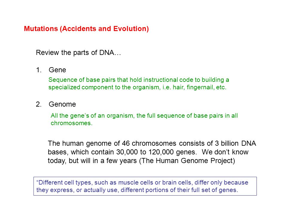 Muscle Evolution codes