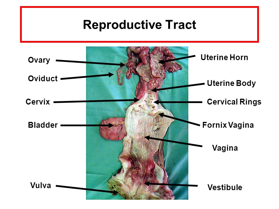Reproductive Tract Uterine Horn Ovary Oviduct Uterine Body Cervix - ppt  video online download