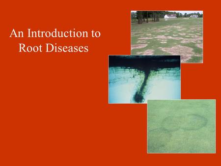 An Introduction to Root Diseases. Introduction to Root Diseases (some general comments) 1.Root diseases are more difficult to diagnose than foliar diseases.