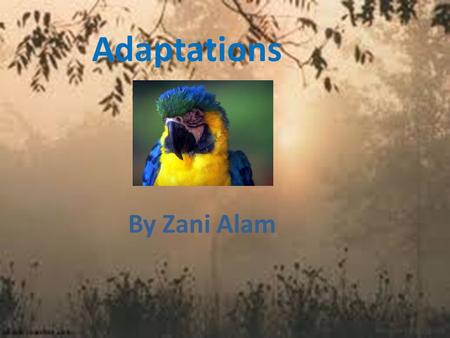 Adaptations By Zani Alam.