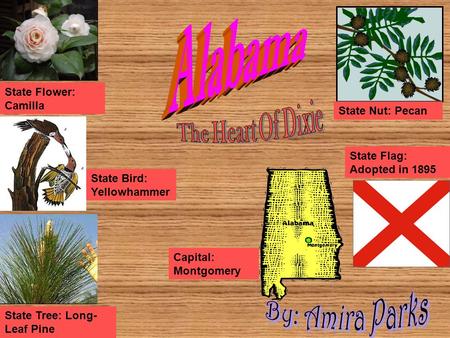 State Flower: Camilla State Nut: Pecan State Flag: Adopted in 1895 State Tree: Long- Leaf Pine State Bird: Yellowhammer Capital: Montgomery.