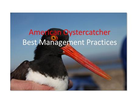 American Oystercatcher Best Management Practices.