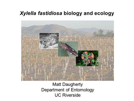 Xylella fastidiosa biology and ecology