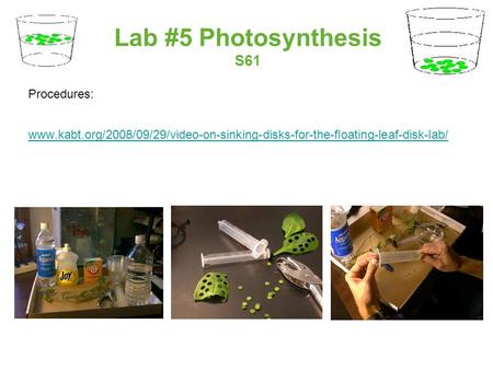 Lab #5 Photosynthesis S61 Procedures: