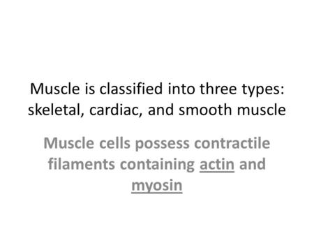 Muscle cells possess contractile filaments containing actin and myosin