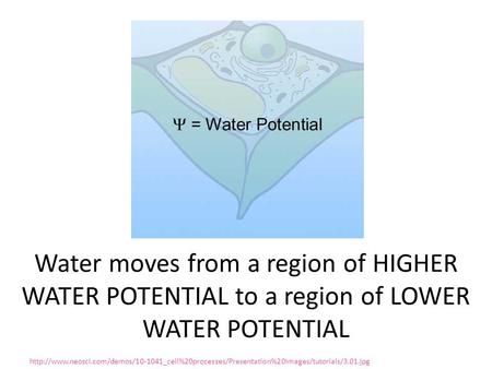 Water moves from a region of HIGHER WATER POTENTIAL to a region of LOWER WATER POTENTIAL http://www.neosci.com/demos/10-1041_cell%20processes/Presentation%20Images/tutorials/3.01.jpg.