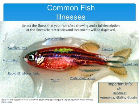 Common Fish Illnesses Important Info: