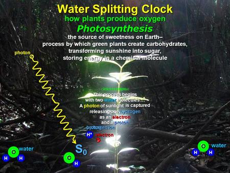 Click to begin click to continue releasing one hydrogen as an an electron and aproton This process begins with two water molecules molecules … A photon.